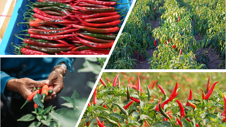 Sowing the Seeds of Tomorrow 2